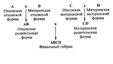 Схема скрещивания в четырехлинейном кроссе