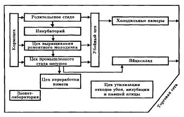 Схема взаимосвязи цехов при производстве яиц по замкнутому циклу